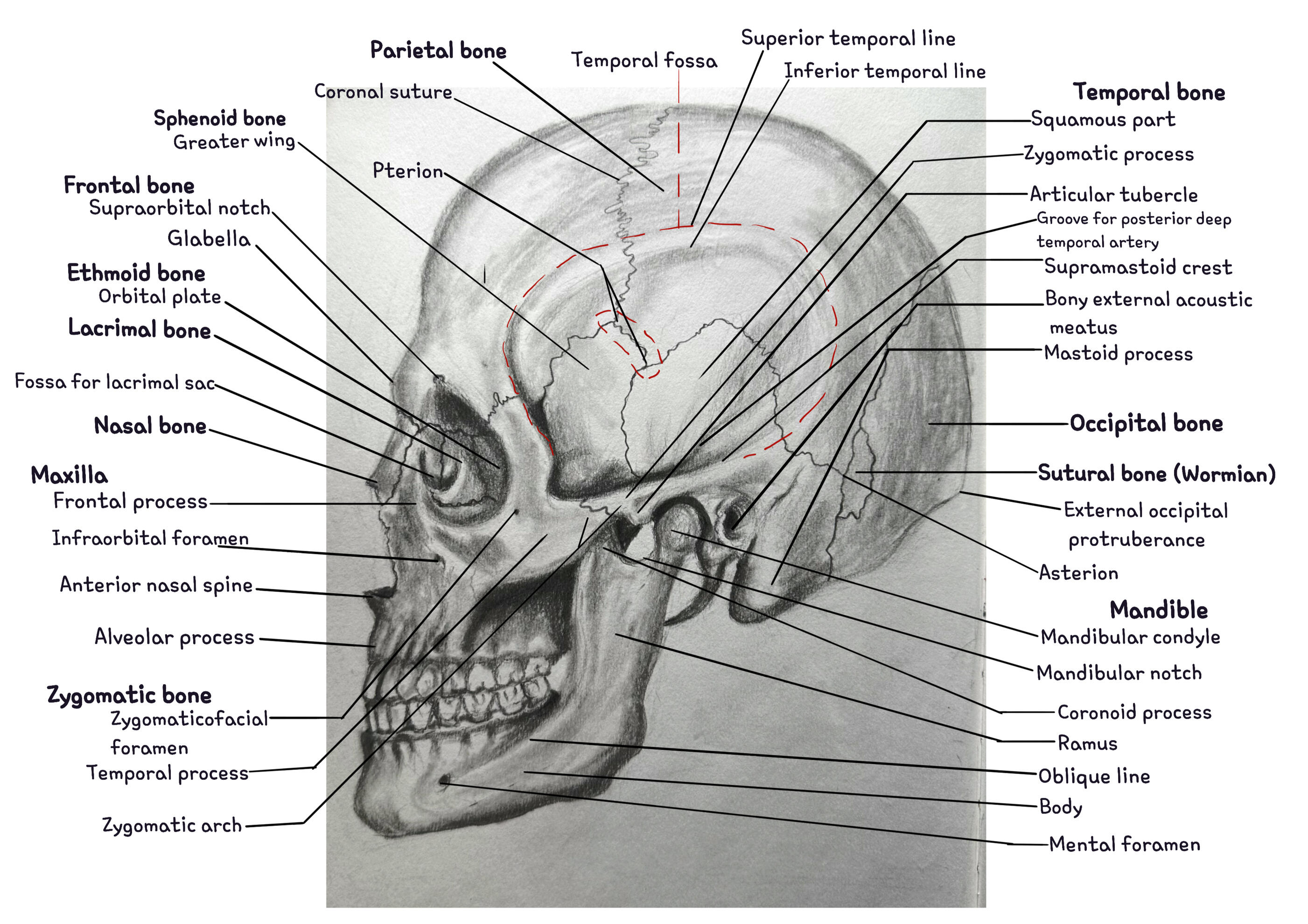 Skull in Profile | Hybrid Media (Graphite Pencil on Paper + Autodesk Sketchbook Digital Labelling) | 2025 | References: Netter Atlas of Human Anatomy by F. H Netter; human.biodigital.com; Artistic Anatomy by Dr Paul Richer