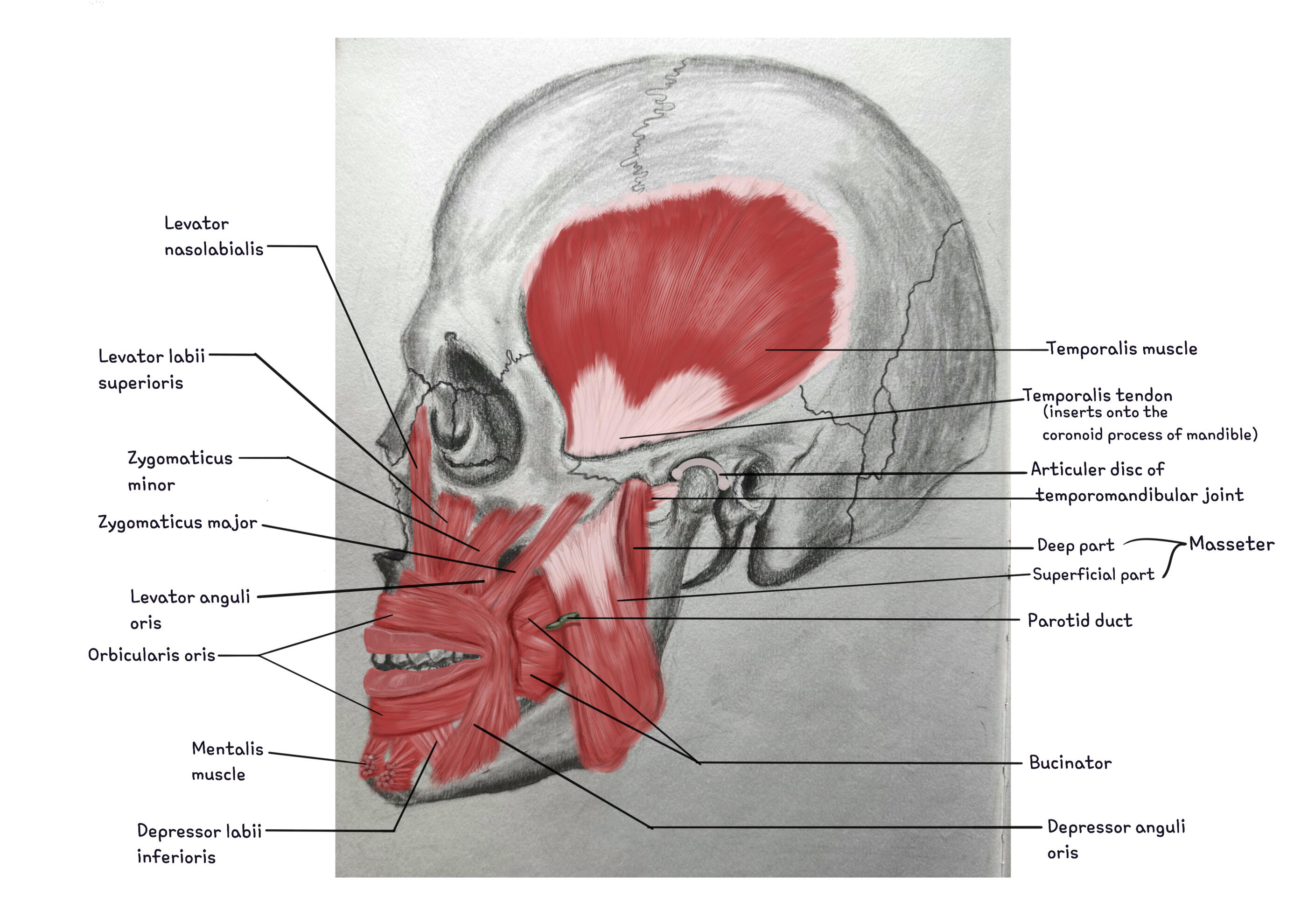 Skull in Profile Showing Muscles of Mastication | Hybrid Media (Graphite Pencil on Paper + Autodesk Sketchbook Digital App) | 2025 | References: Netter Atlas of Human Anatomy by F. H Netter; human.biodigital.com; Artistic Anatomy by Dr Paul Richer