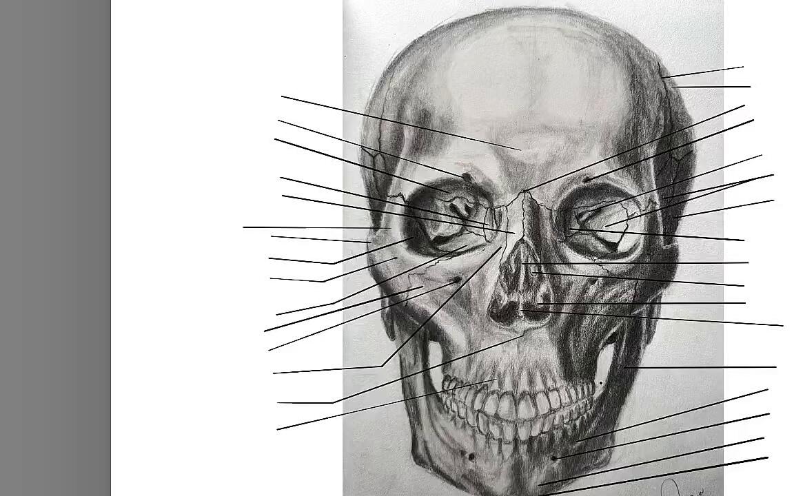 Digitally labelling the anterior view of the skull on Autodesk Sketchbook