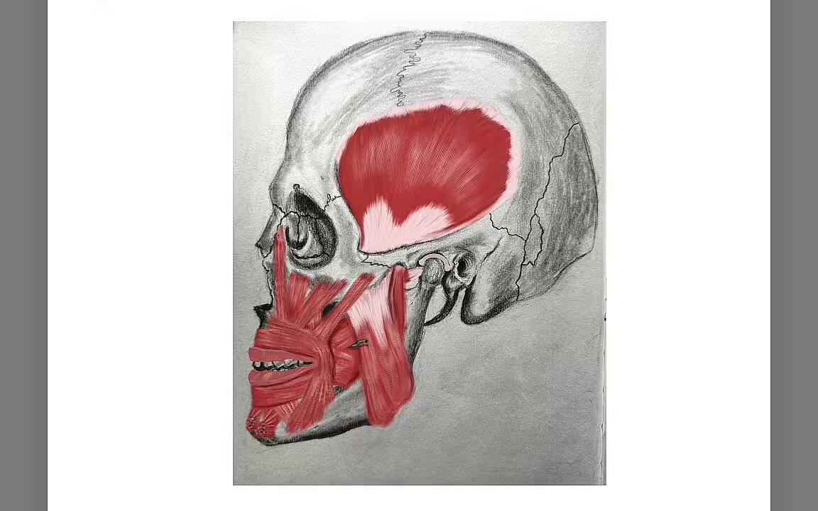 Unmasking layers of digital illustration + labelling of the muscles of mastication, done onto a traditionally sketched skull in