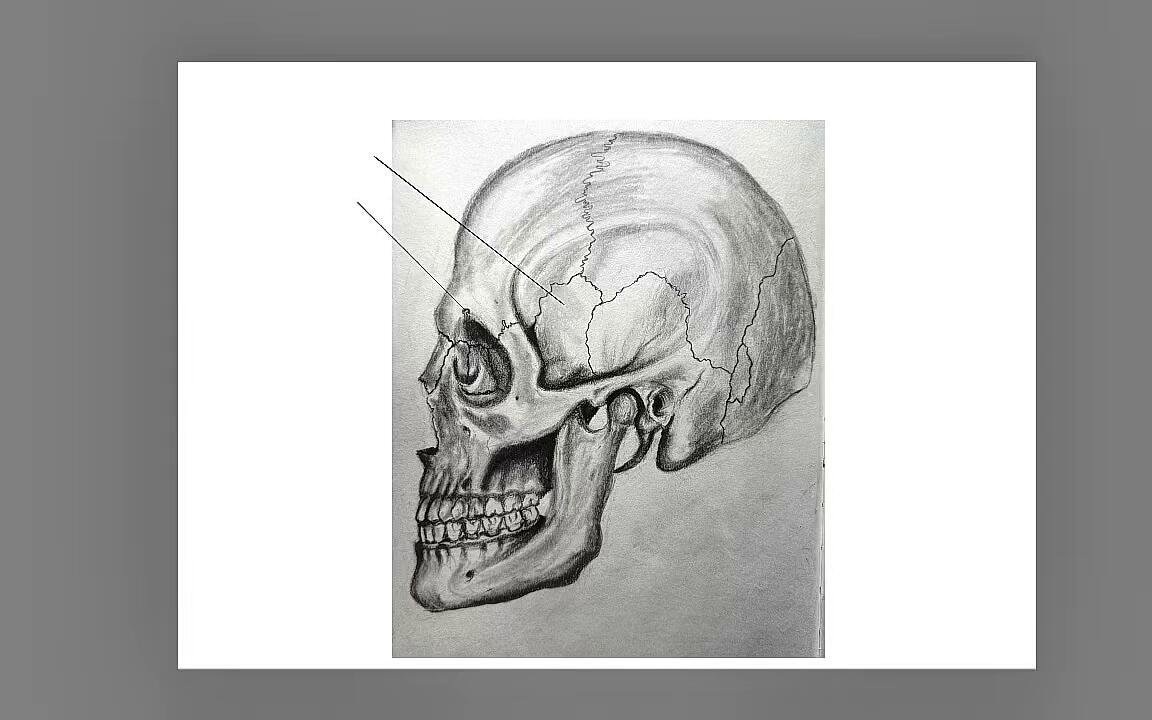Digitally labelling the skull in profile, on Autodesk Sketchpad